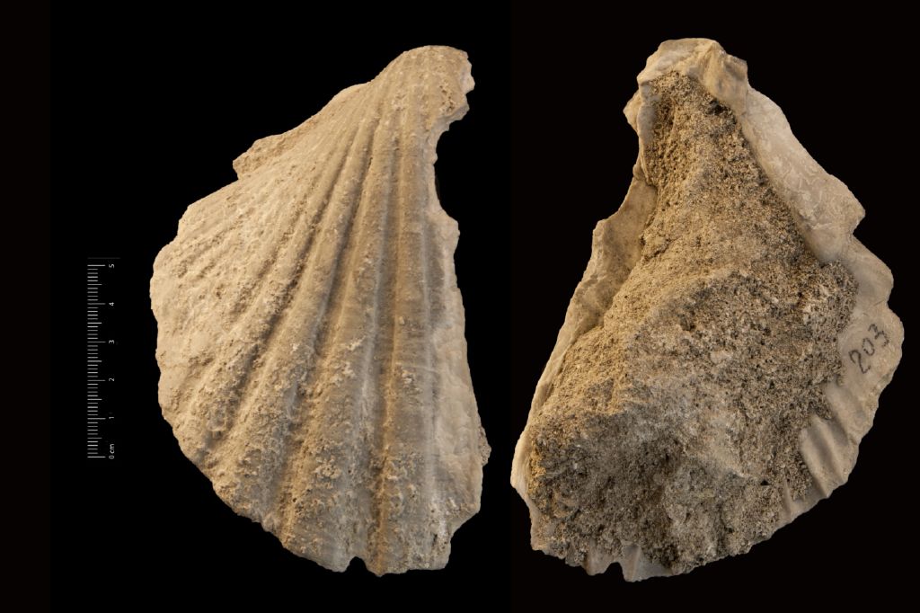 fossile (invertebrato, esemplare)