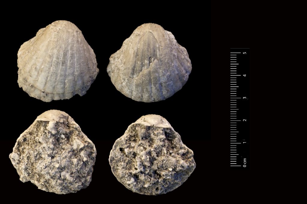 fossile (invertebrato, serie)
