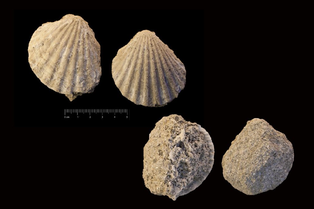 fossile (invertebrato, serie)