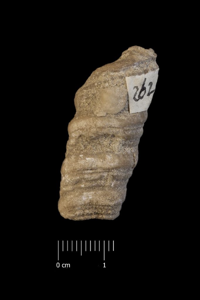 fossile (invertebrato, esemplare)
