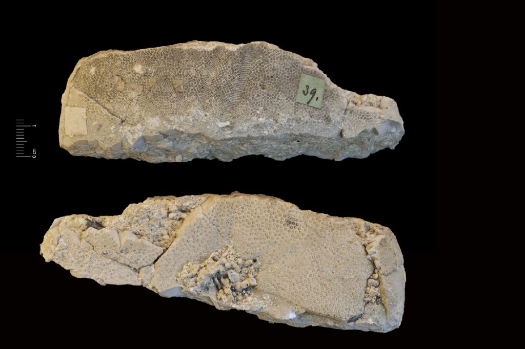 fossile (invertebrato, echinide, esemplare)