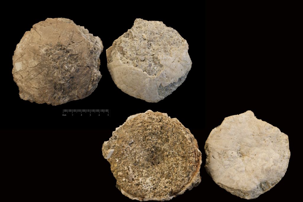 fossile (invertebrato, teca di echinide, serie)