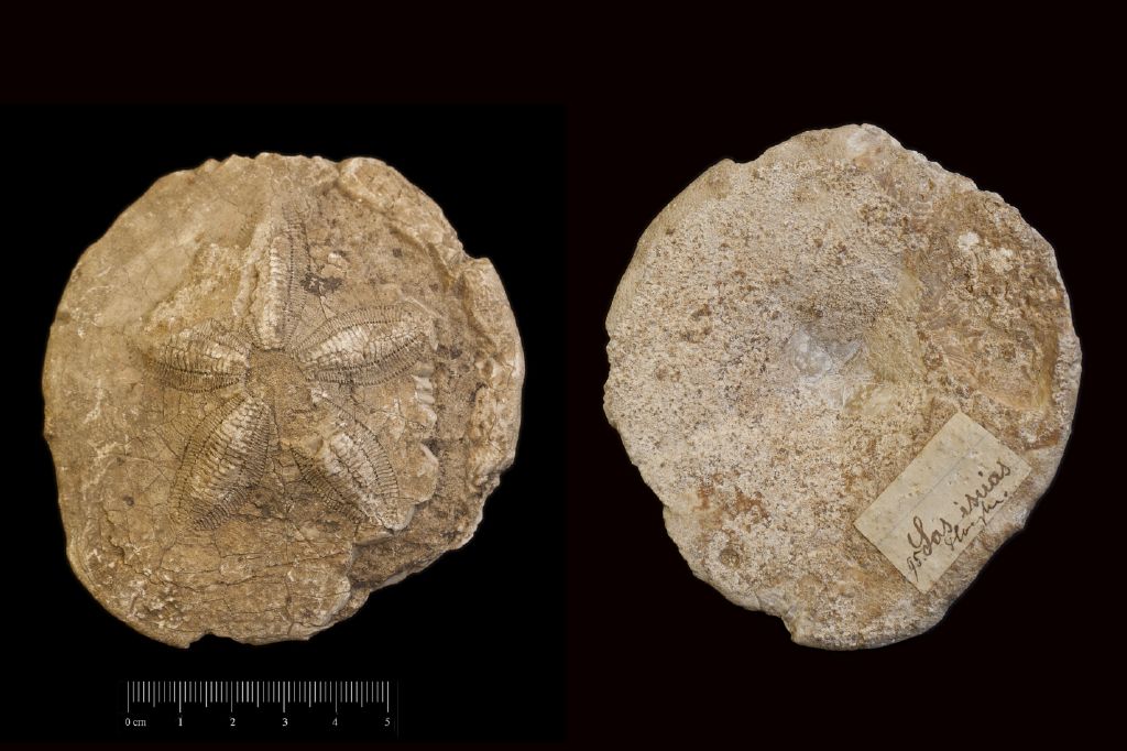 fossile (invertebrato, teca di echinide, esemplare)