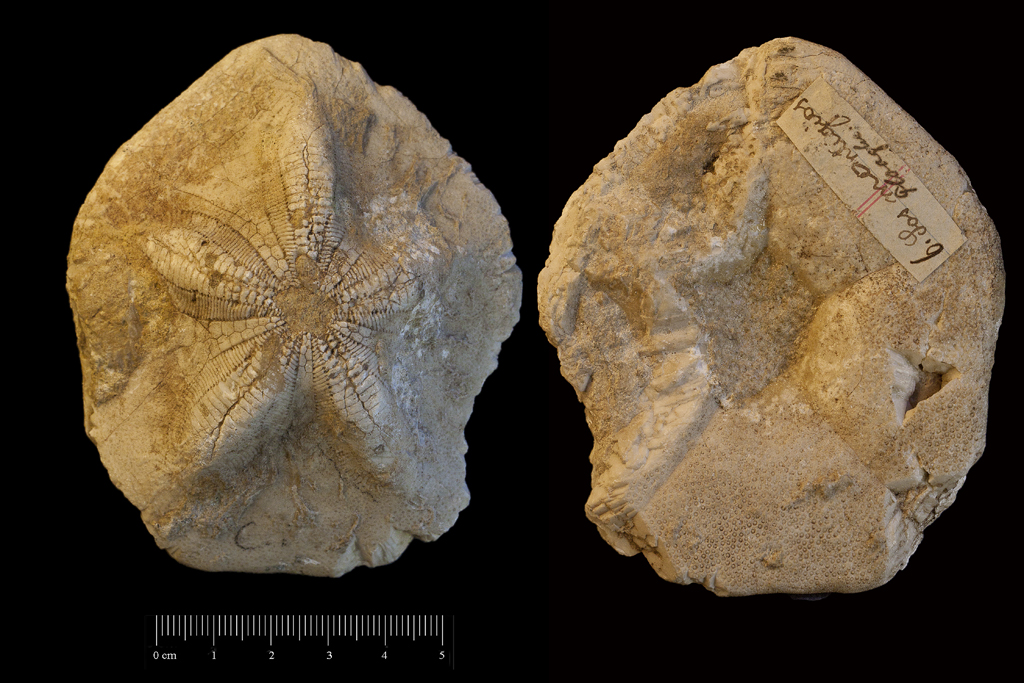 fossile (invertebrato, teca di echinide, esemplare)