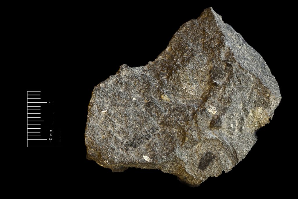 fossile (Scisto nero a resti di piante, esemplare)