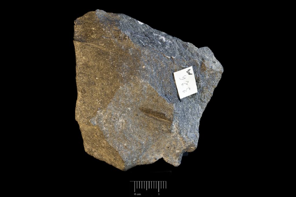 fossile (Scisto nero a resti di piante, esemplare)