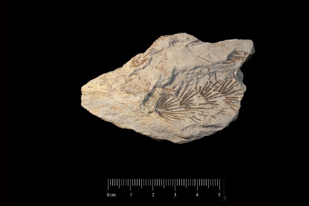 fossile (Frammento di ramo, esemplare)