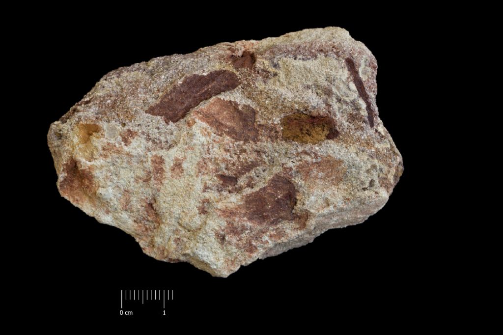 fossile (fusto, esemplare)