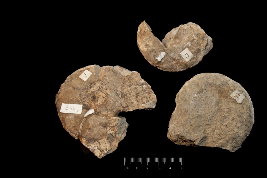 fossile (Invertebrato, cefalopode, serie)