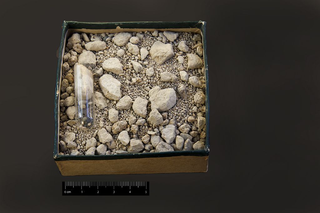 fossile (Calcare argilloso e lavato micropaleontologico, associazione fossile)
