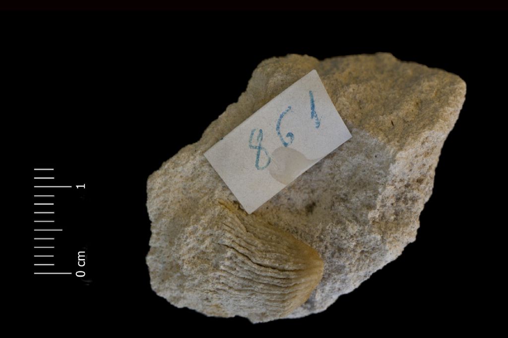 fossile (Invertebrato, corallo, esemplare)