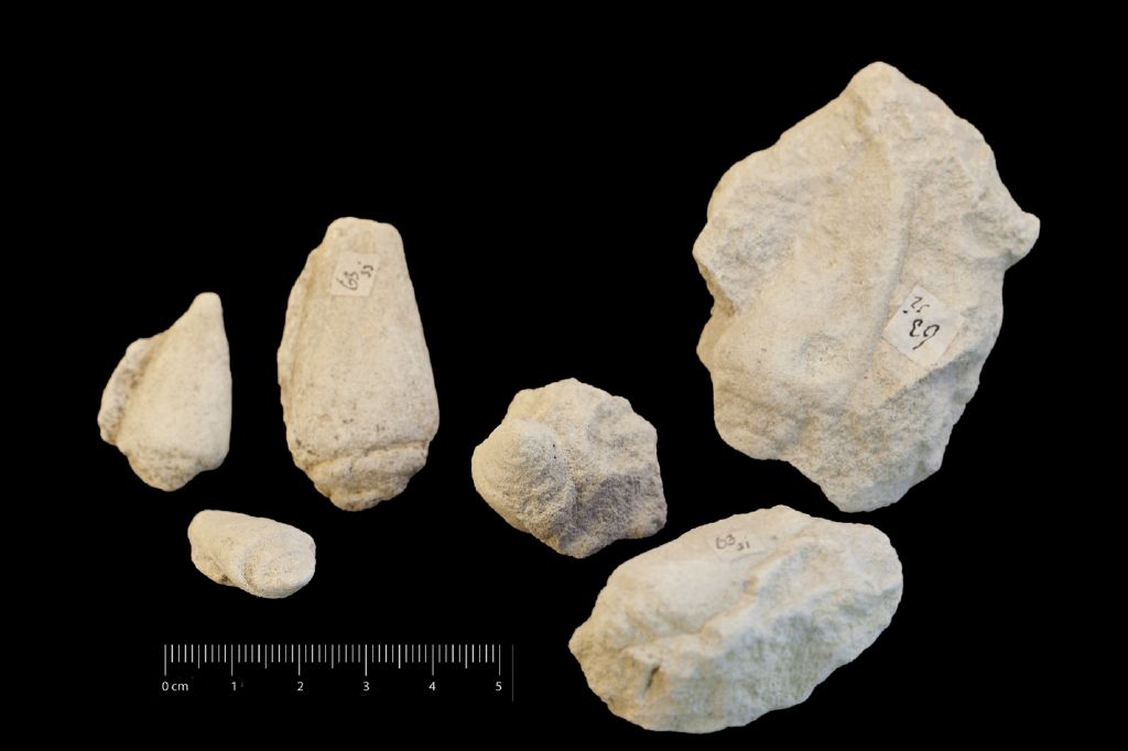 fossile (Invertebrato, gasteropode, serie)
