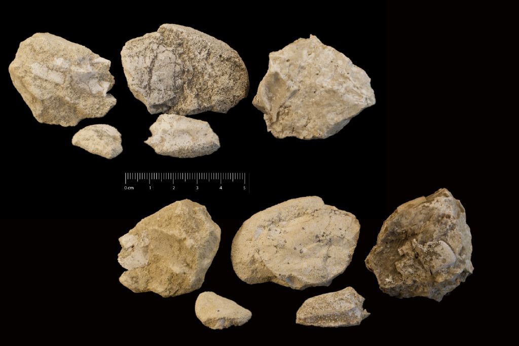 fossile (Invertebrato, granchio, serie)