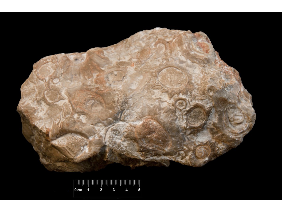 fossile (Calcare a bivalvi, associazione fossile)