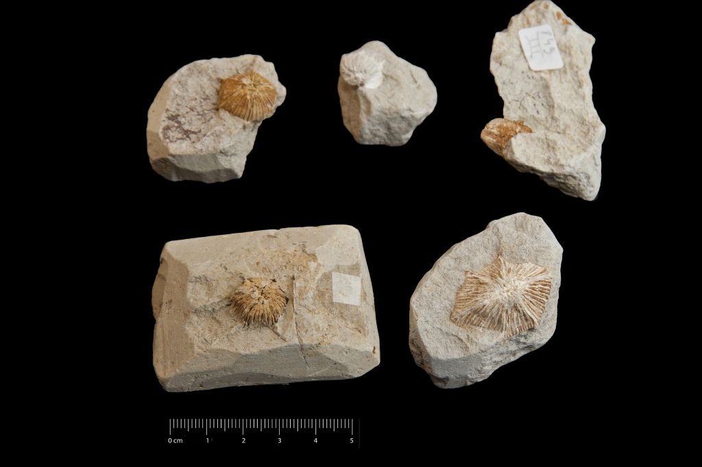 fossile (Invertebrato, corallo, serie)