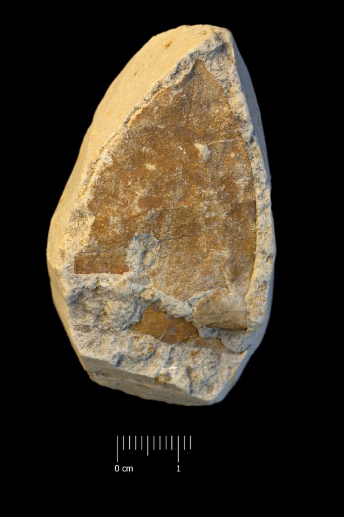 fossile (foglia, esemplare)
