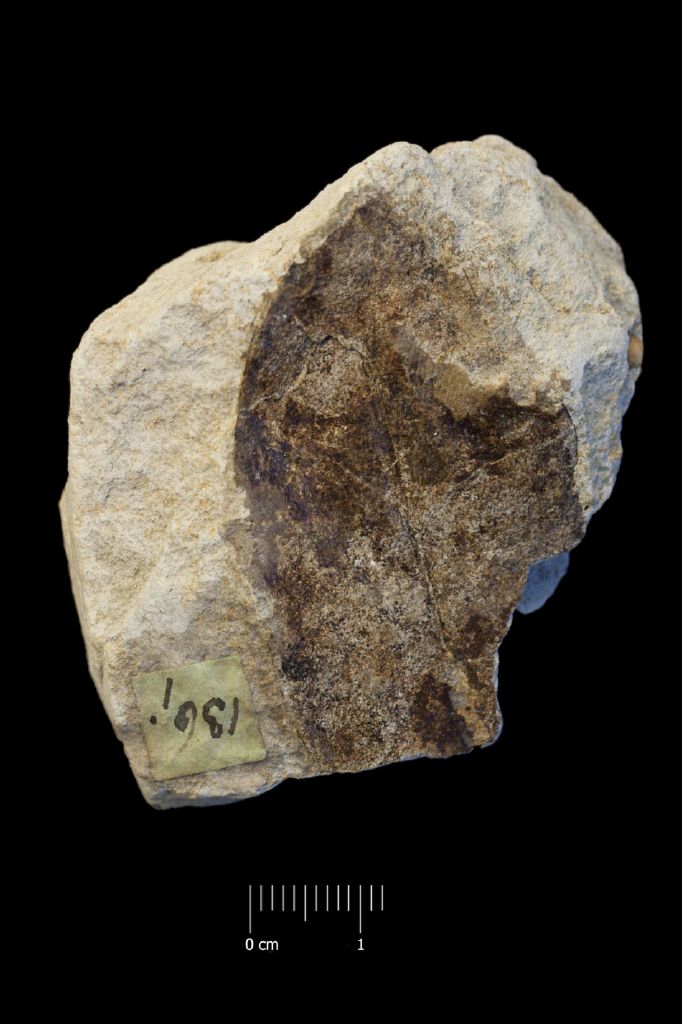 fossile (foglia, esemplare)