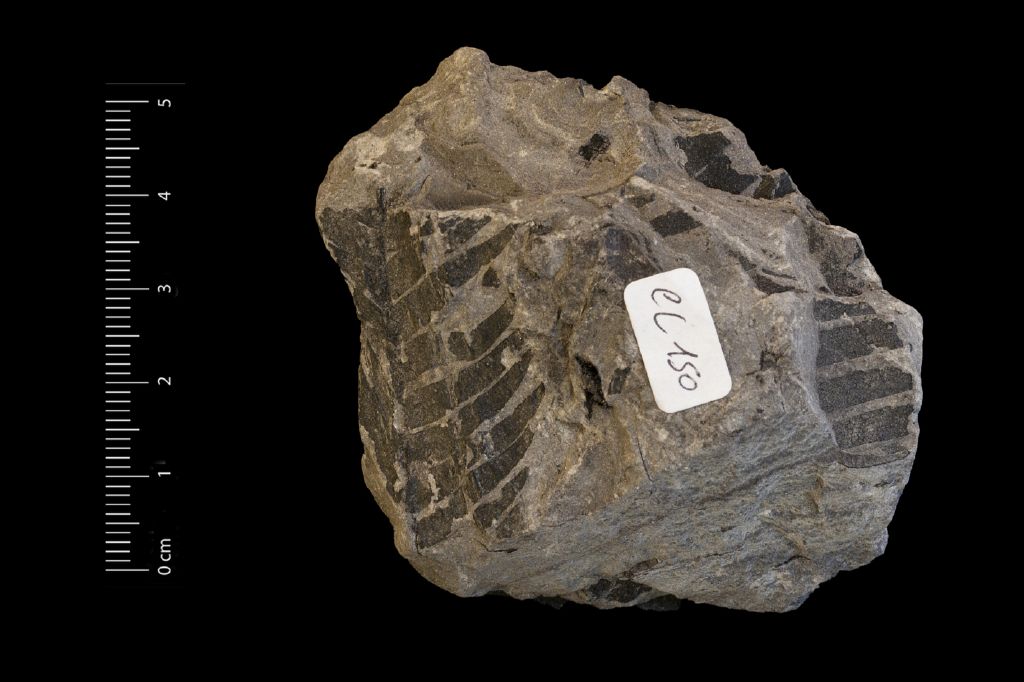 fossile (Frammento di foglia allungata, esemplare)