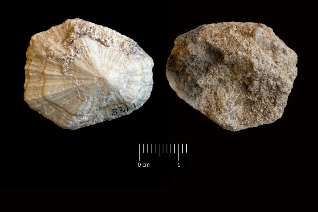 fossile (invertebrato, esemplare)