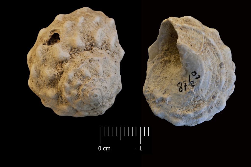 fossile (invertebrato, esemplare)