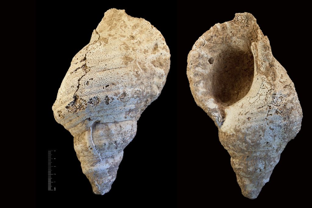 fossile (invertebrato, esemplare)