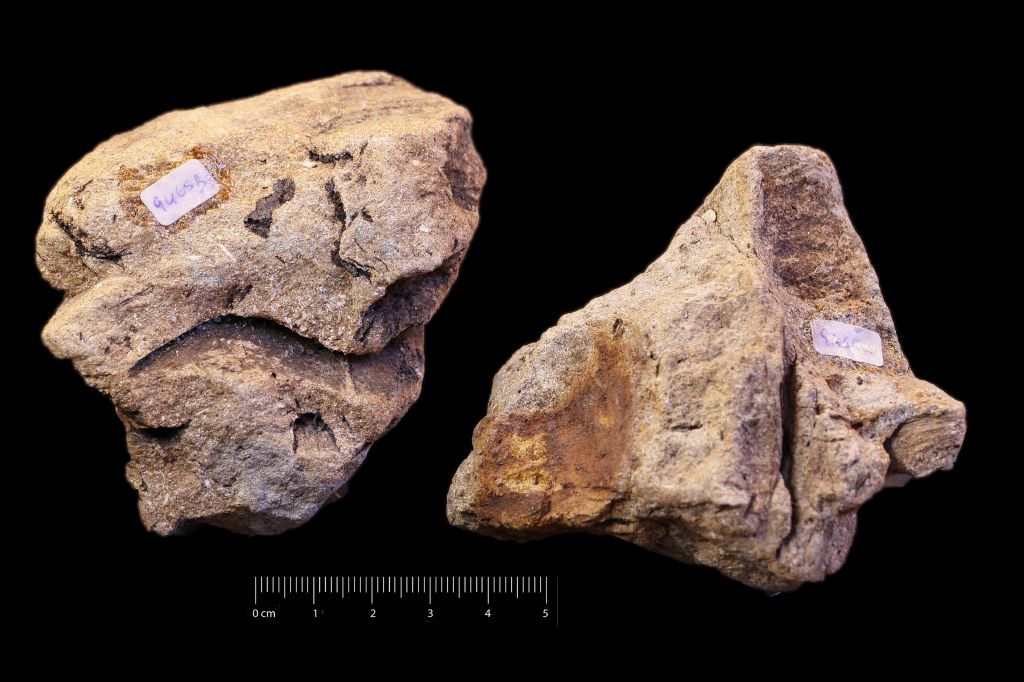 fossile (impronte di palma, insieme)