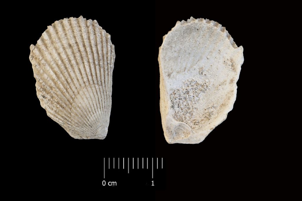 fossile (invertebrato, esemplare)