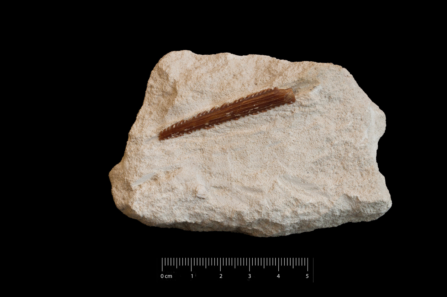 fossile (spina caudale, esemplare)