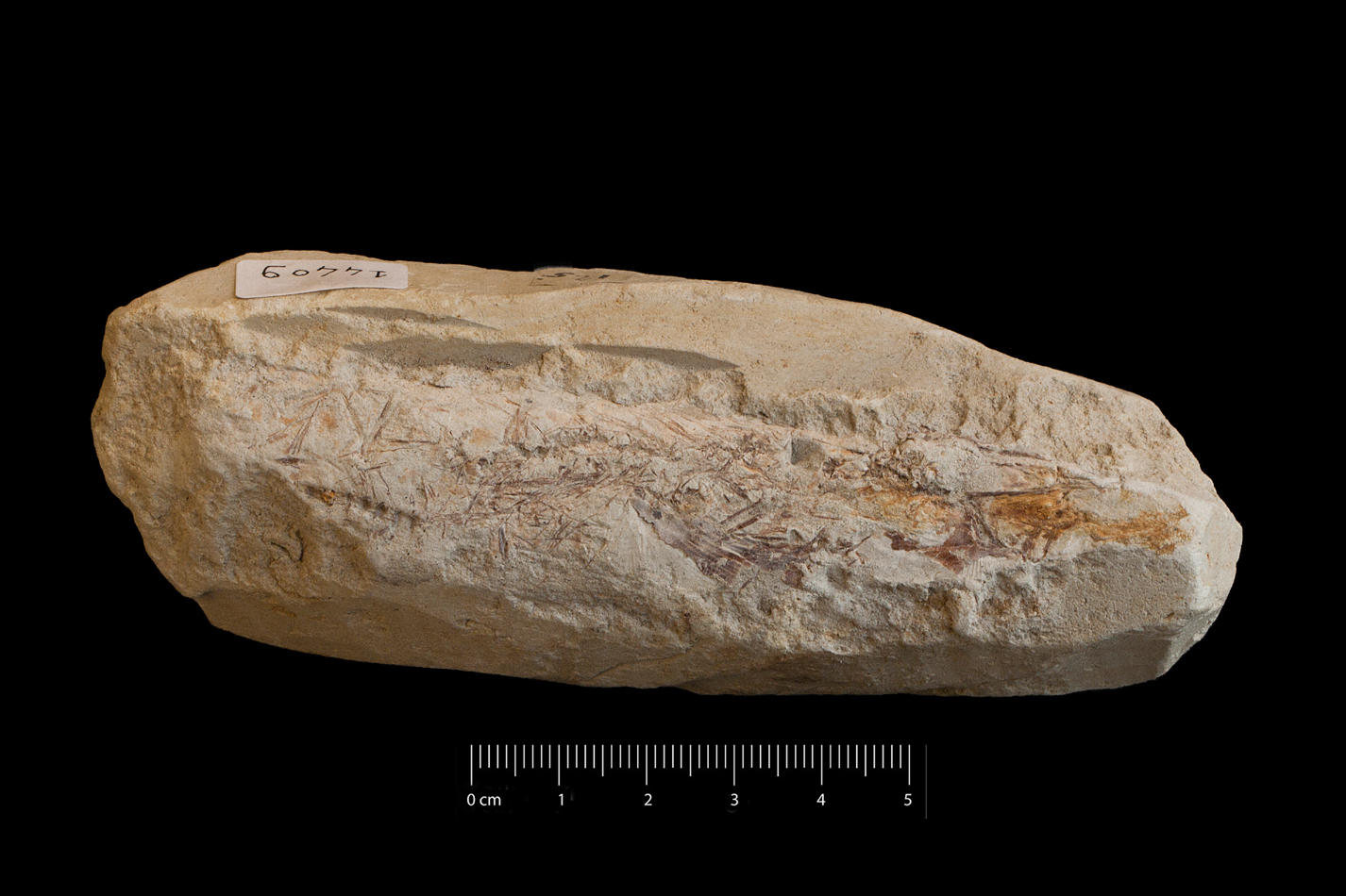 fossile (frammenti ossei di pesce e squame, esemplare)