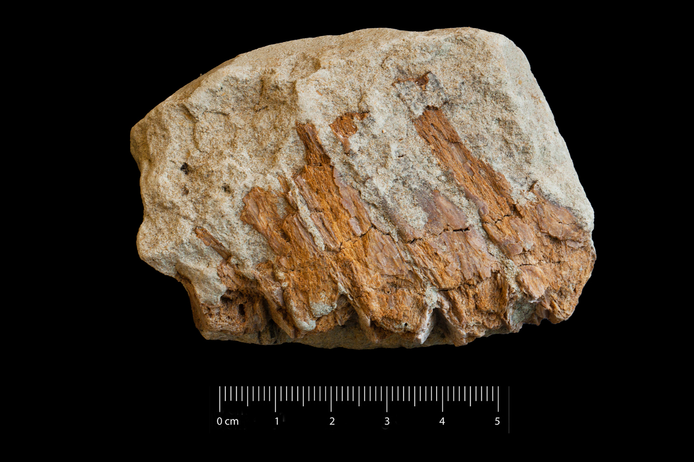fossile (frammenti ossei di pesce, esemplare)