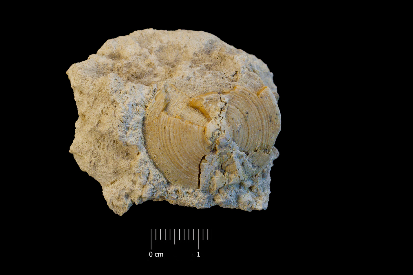fossile (vertebra di squalo, esemplare)