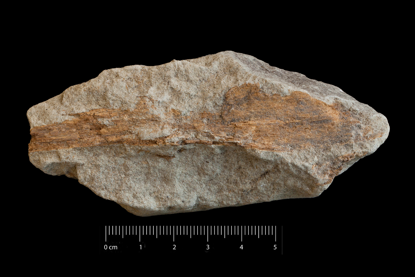 fossile (frammento osseo di pesce, esemplare)
