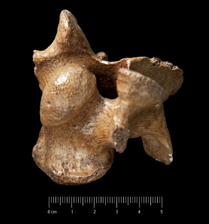 fossile (vertebra, esemplare)