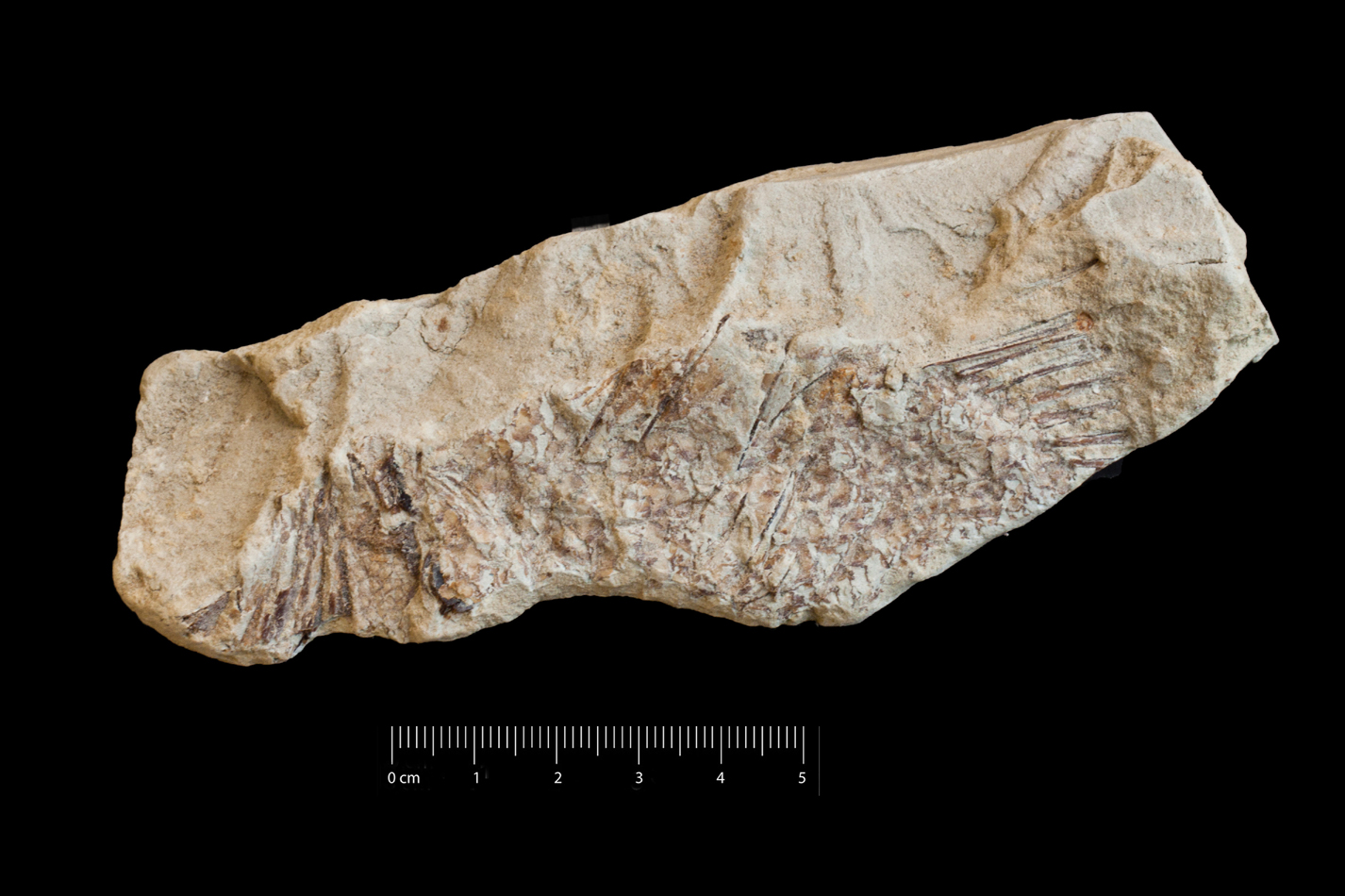 fossile (frammento osseo di pesce, esemplare)