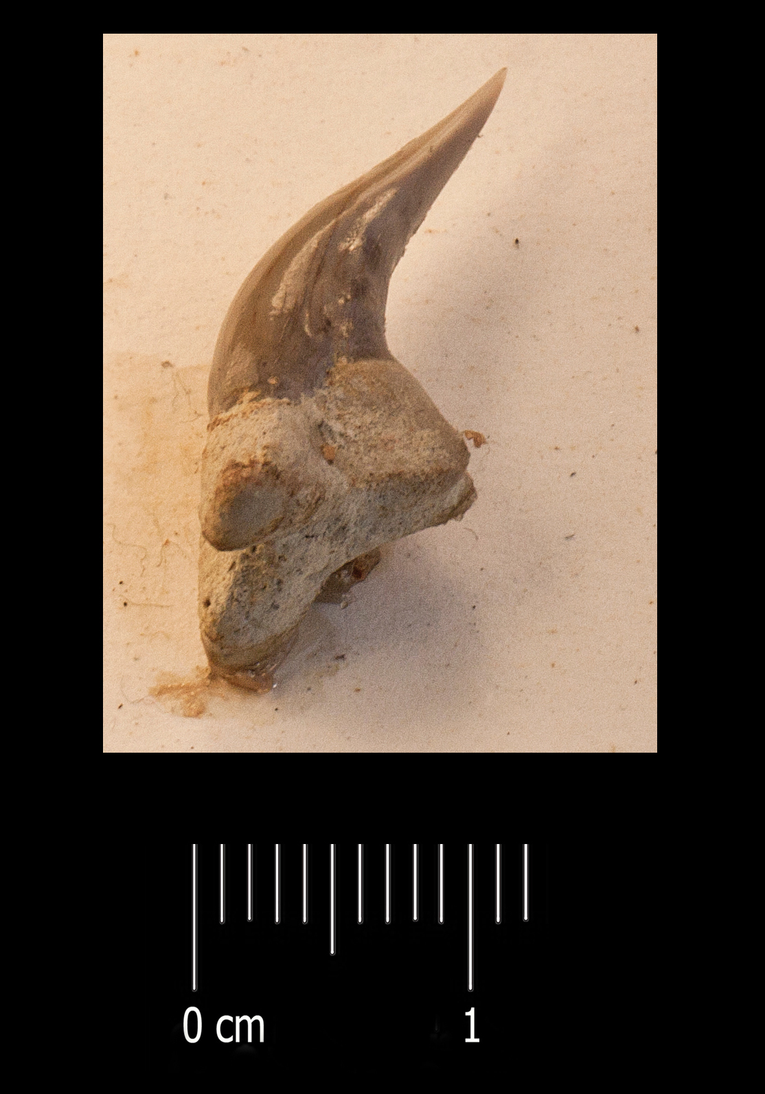 fossile (dente di squalo, esemplare)