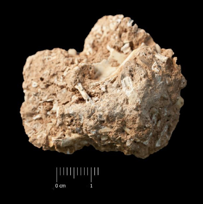 fossile (Breccia ossifera, associazione fossile)