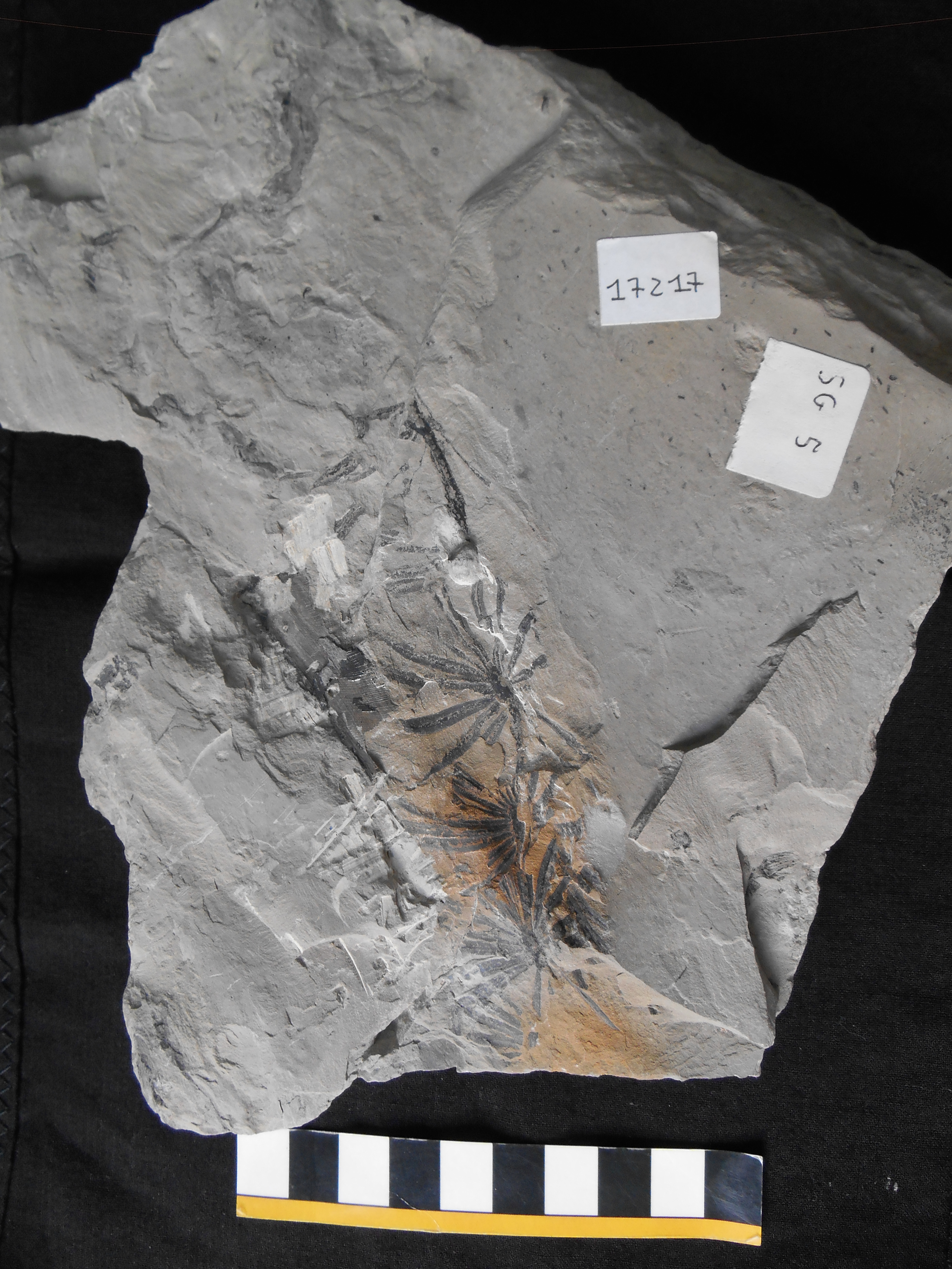 fossile (impronte e compressioni fogliari su lastra, esemplare)