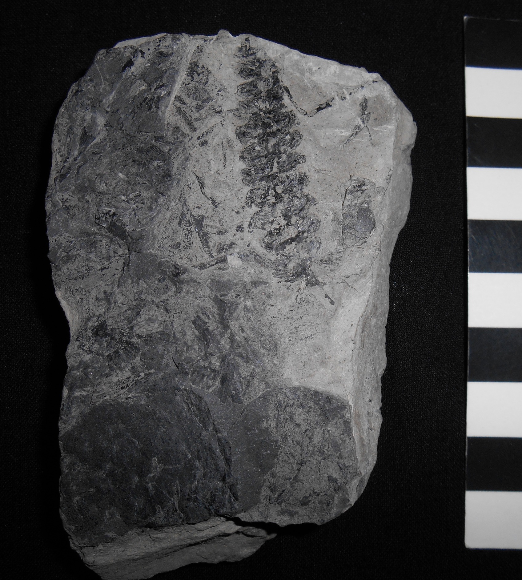fossile (Impronte vegetali su lastra, esemplare)