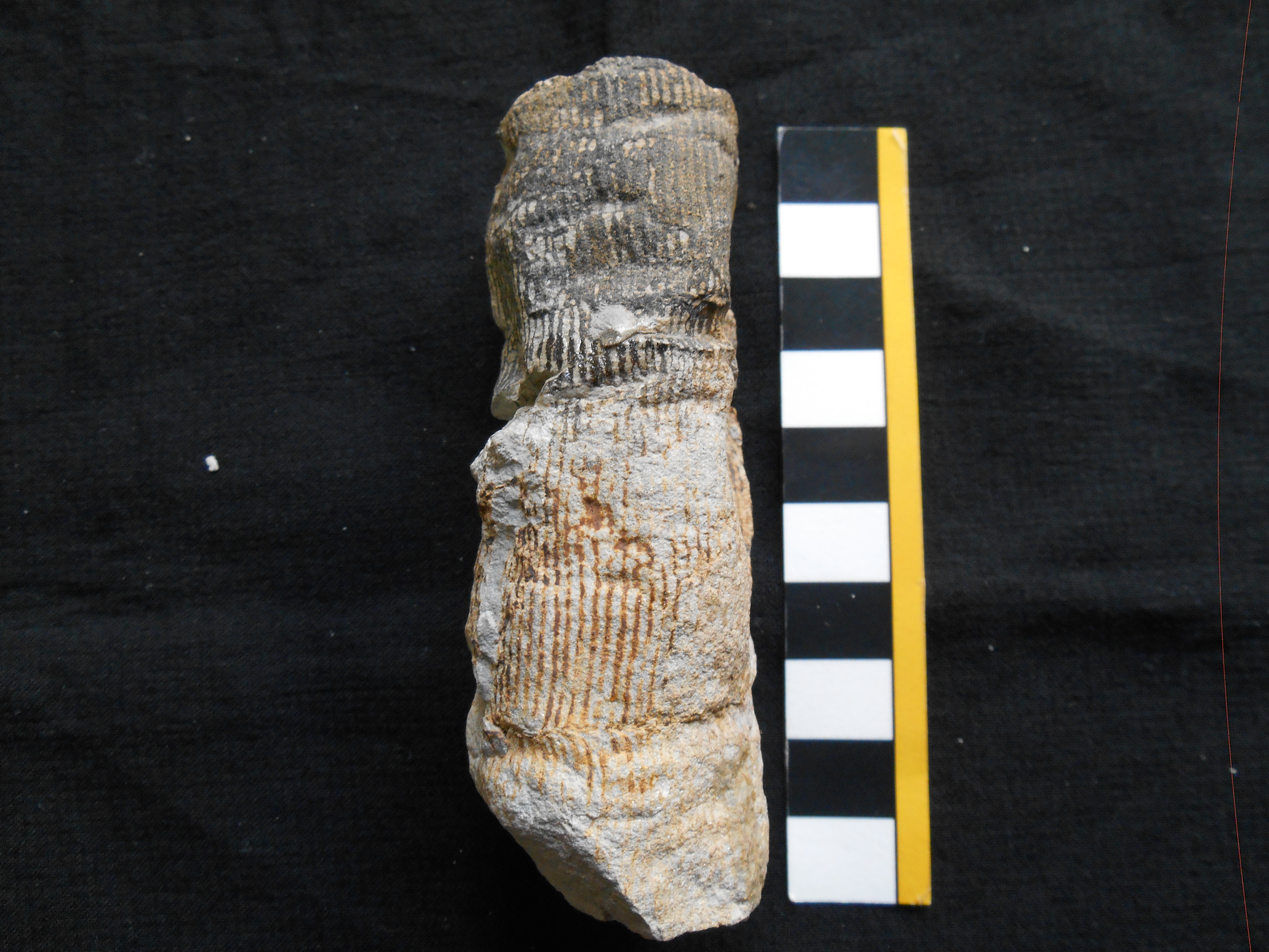 fossile (pit-cast, esemplare)