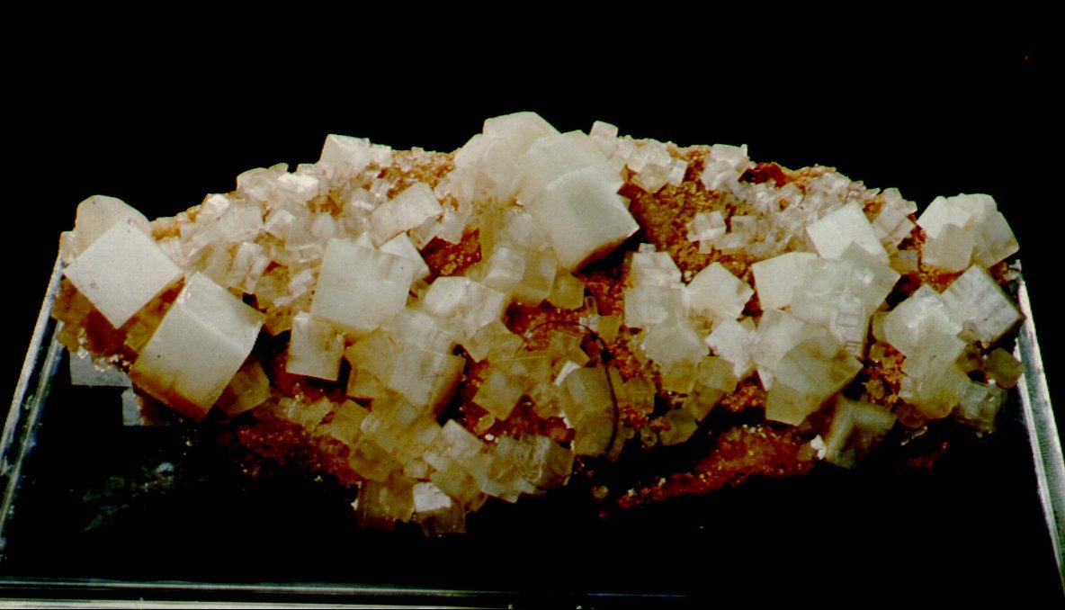 SALGEMMA (esemplare)