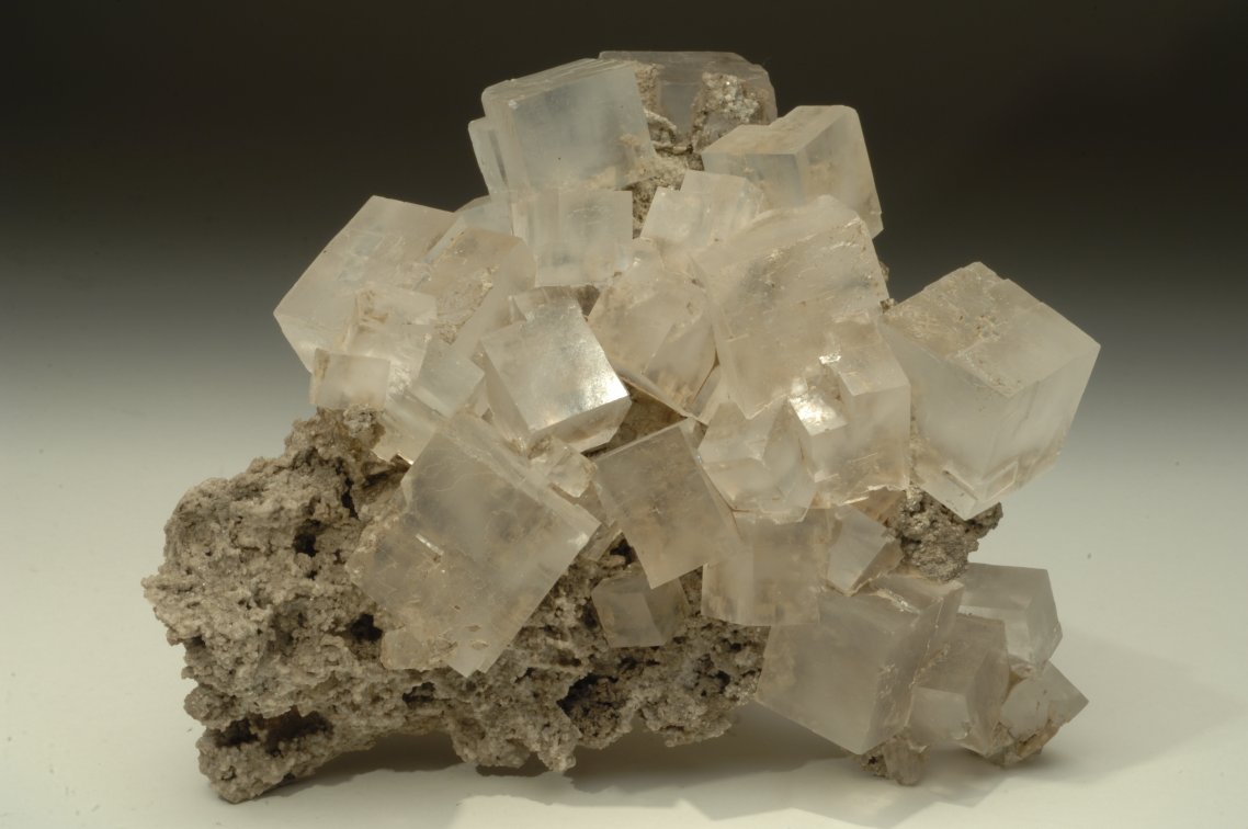 SALGEMMA (esemplare)