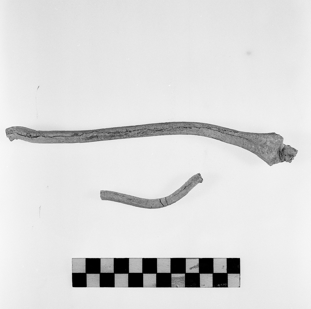 verga (ultimo quarto IV a.C)