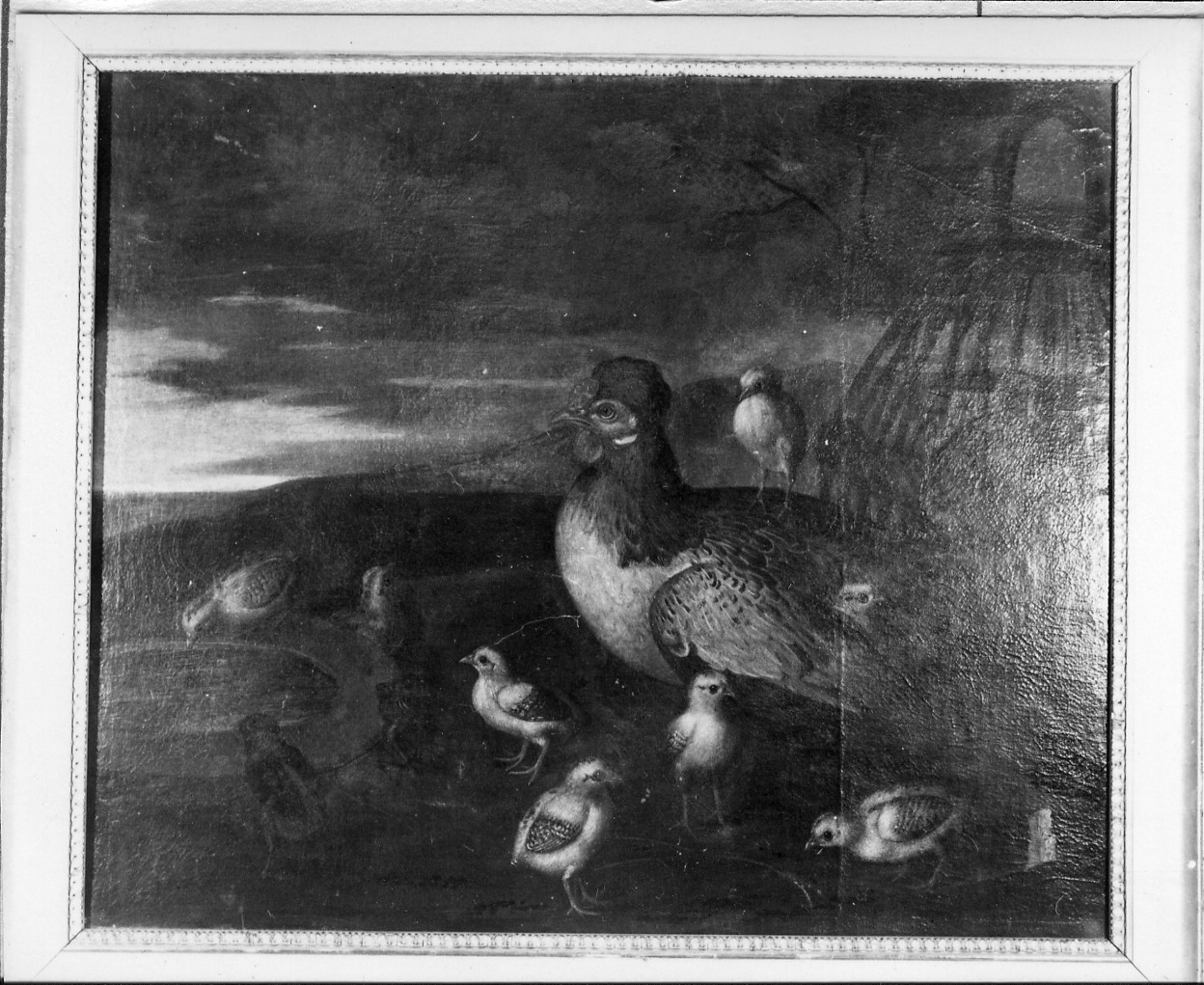 una chioccia con pulcini (dipinto) - ambito genovese (sec. XVII)