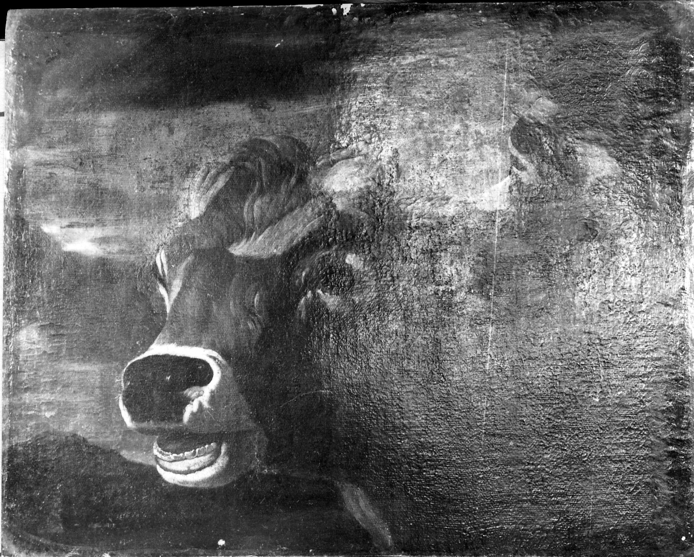 testa di vitello (dipinto) di Roos Philipp Peter detto Rosa da Tivoli (seconda metà sec. XVII)