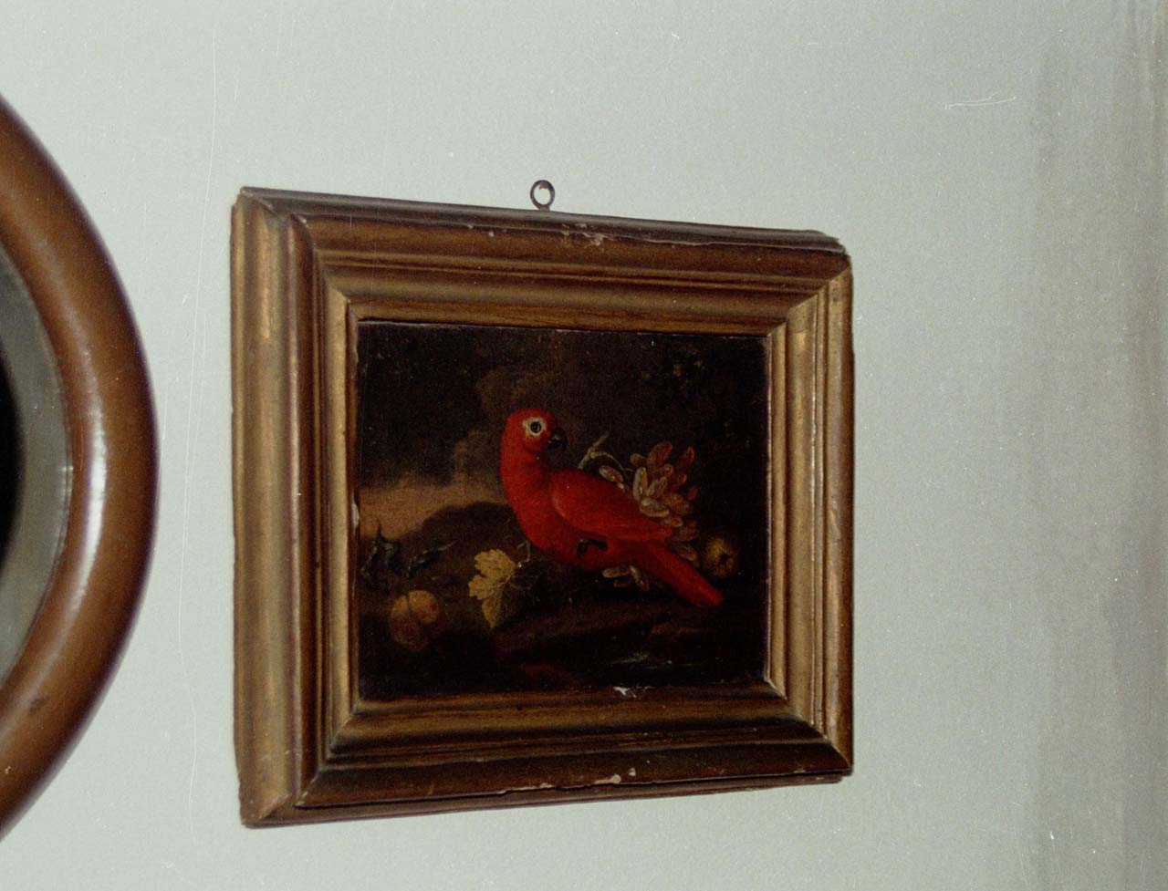 pappagallo rosso (dipinto) - ambito fiammingo (sec. XVII)