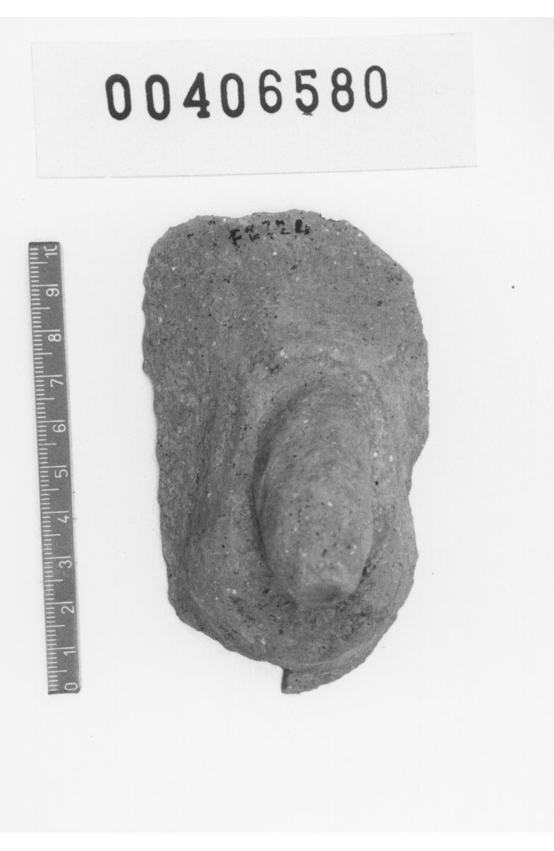 Organo genitale maschile (Votivo anatomico, Fregellae, tipo H V) (III a.C, II a.C)