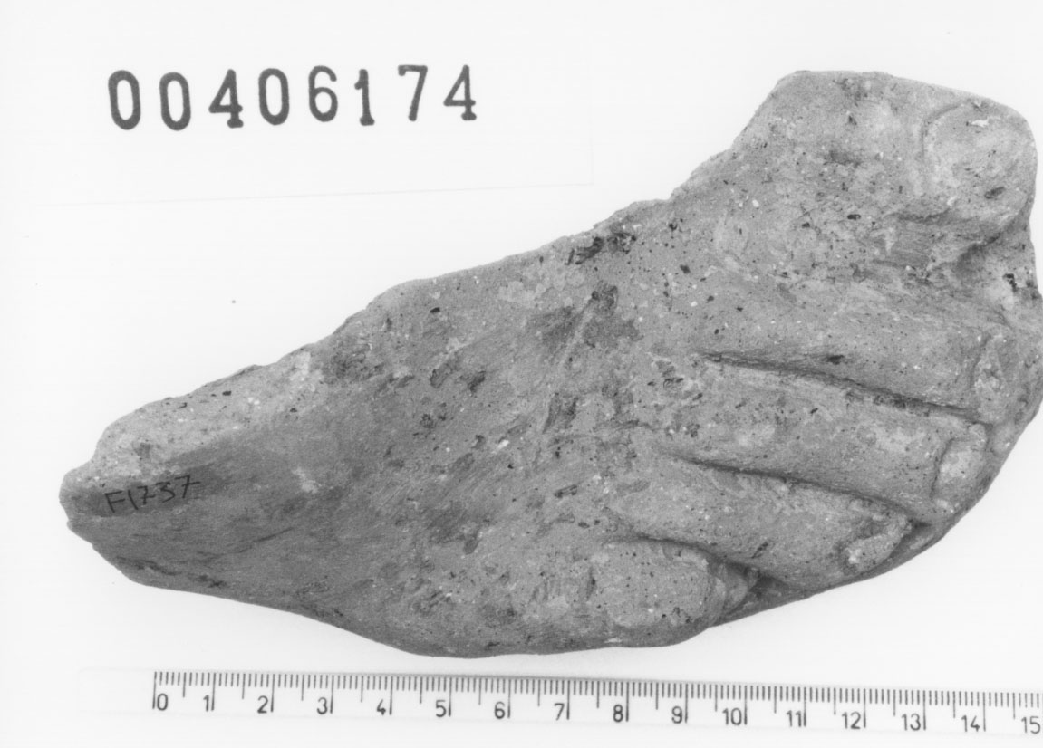 Piede destro (Votivo anatomico/ frammento, Fregellae, tipo ND I) (III a.C, II a.C)