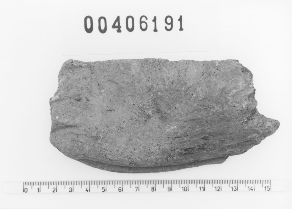 Piede sinistro (Votivo anatomico/ frammento, Fregellae, tipo NS I) (III a.C, II a.C)