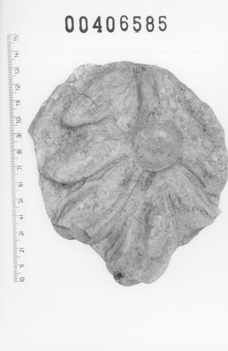 Tavoletta poliviscerale (Votivo anatomico, Fregellae, tipo F III) (III a.C, II a.C)