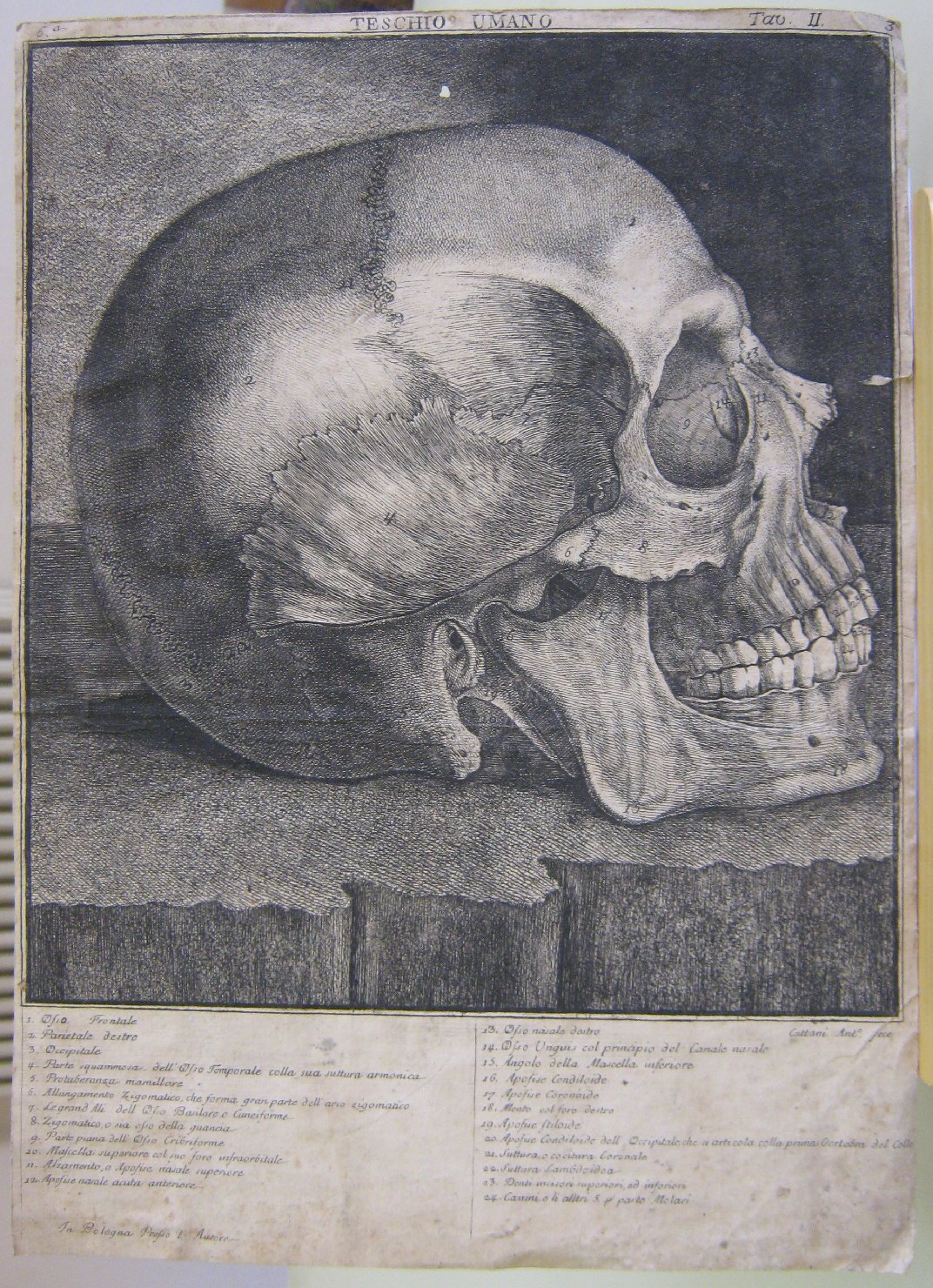 Teschio umano, simboli della medicina (stampa, frammento) - ambito italiano (secc. XVIII/ XIX)